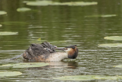 Great Crested Crebe - Fuut