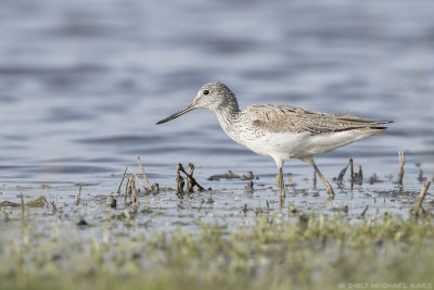Greenshank - Groenpootruiter