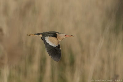 Little Bittern - Woudaap