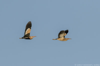 Little Bittern - Woudaap