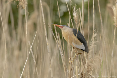 Little Bittern - Woudaap