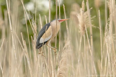 Little Bittern - Woudaap