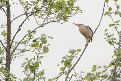 Little Bittern - Woudaap