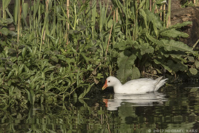 Moorhen - Waterhoen