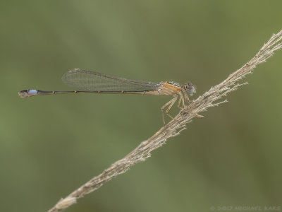 Blue-tailed Damselfly - Lantaarntje