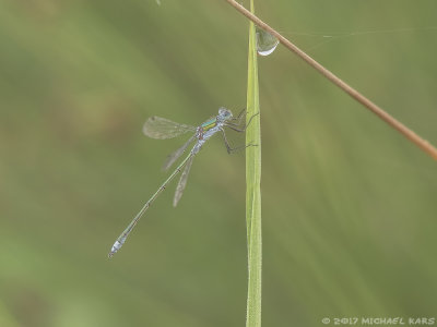 Emerald Damselfly  - Gewone Pantserjuffer