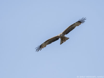 Black Kite - Zwarte Wouw