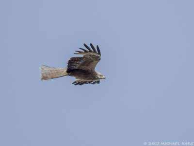Black Kite - Zwarte Wouw