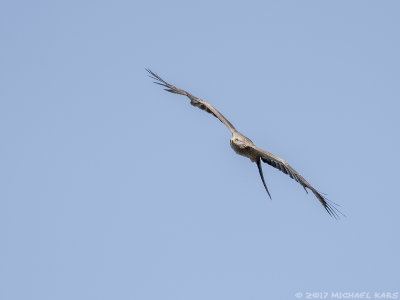 Black Kite - Zwarte Wouw