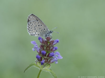 Large Blue - Tijmblauwtje