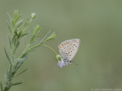 Common Blue - Icarusblauwtje