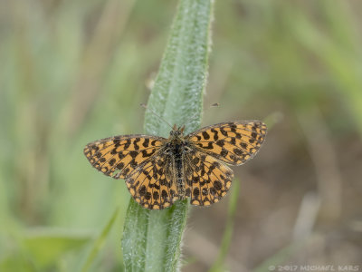 Violet Fritillary - Paarse Parelmoervlinder