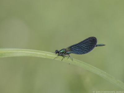 Beautiful demoiselle - Bosbeekjuffer