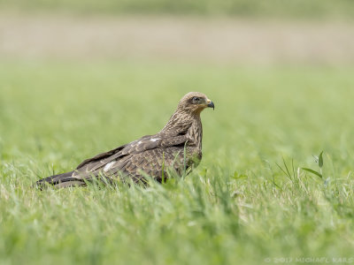 Black Kite - Zwarte Wouw