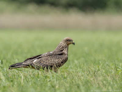 Black Kite - Zwarte Wouw