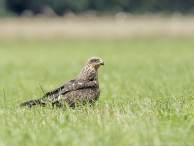 Black Kite - Zwarte Wouw