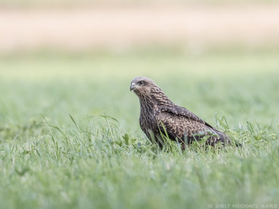 Black Kite - Zwarte Wouw