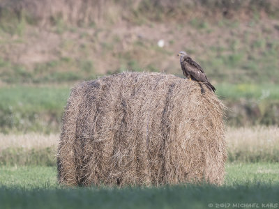Black Kite - Zwarte Wouw