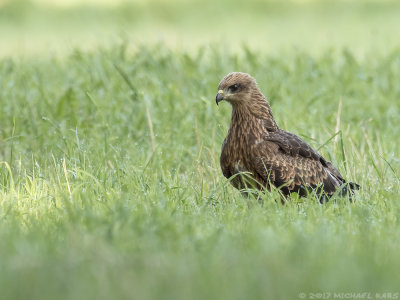 Black Kite - Zwarte Wouw