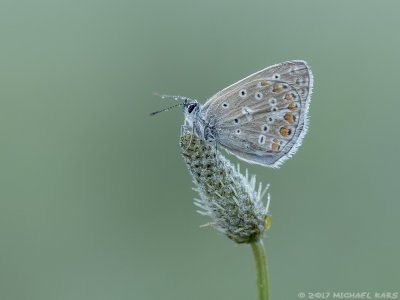 Polyommatus escheri - Groot Tragantblauwtje