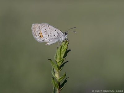 Short-tailed Blue - Staartblauwtje