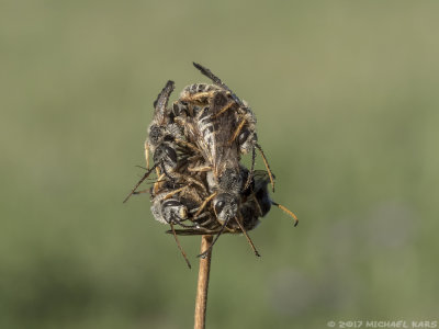 Unknown Bee