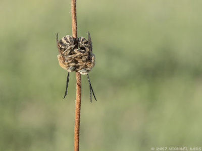 Eucera nigrescens - Zuidelijke Langhoornbij