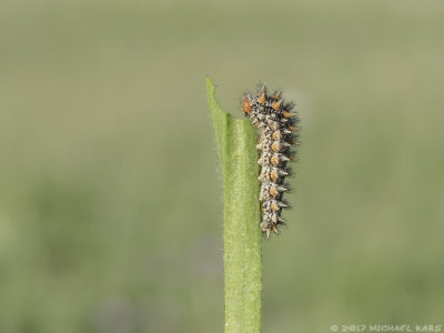 Spotted Fritillary  - Tweekleurige Parelmoervlinder