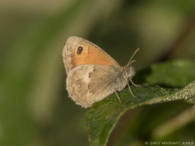 Unknown butterfly
