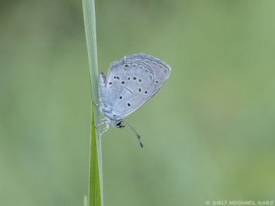Provenal Short-tailed blue - Zuidelijk Staartblauwtje