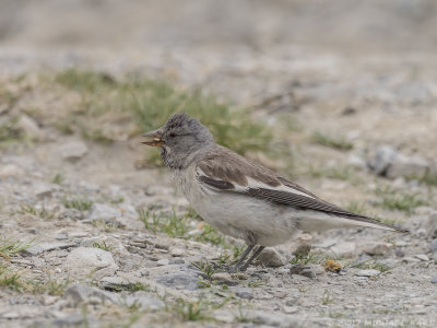 White-winged Snowfinch - Sneeuwvink