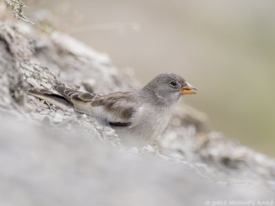 White-winged Snowfinch - Sneeuwvink