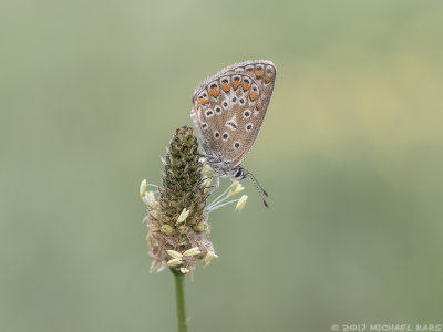 Unknown Butterfly