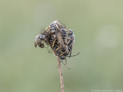 Unknown Bee