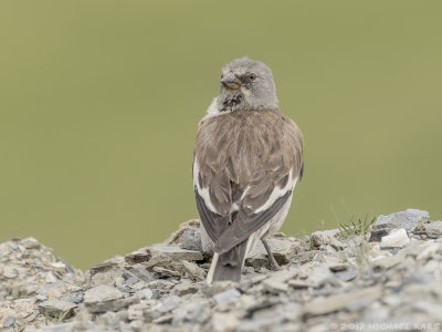 White-winged Snowfinch - Sneeuwvink