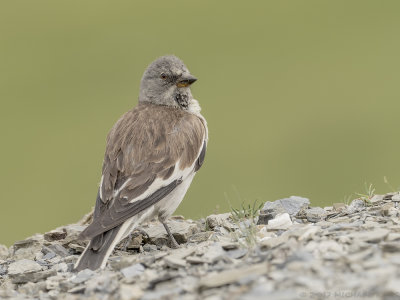 White-winged Snowfinch - Sneeuwvink