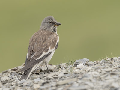 White-winged Snowfinch - Sneeuwvink