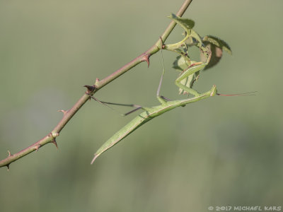 European Mantis - Europese Bidsprinkhaan