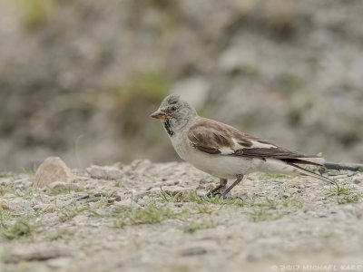 White-winged Snowfinch - Sneeuwvink