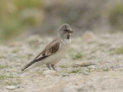 White-winged Snowfinch - Sneeuwvink