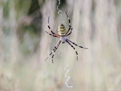 Wasp Spider - Tijgerspin
