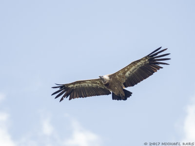 Griffon Vulture - Vale Gier