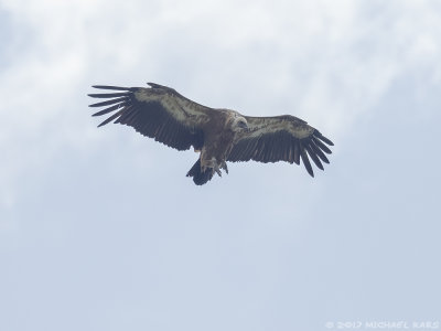 Griffon Vulture - Vale Gier