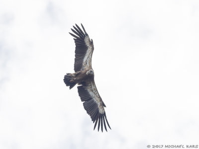Griffon Vulture - Vale Gier