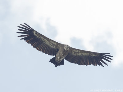 Griffon Vulture - Vale Gier