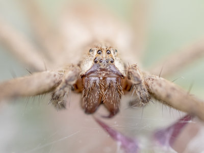 Unknown  Spider
