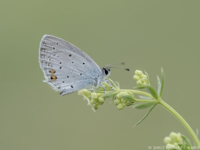 Short-tailed Blue - Staartblauwtje