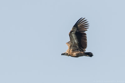 Griffon Vulture - Vale Gier