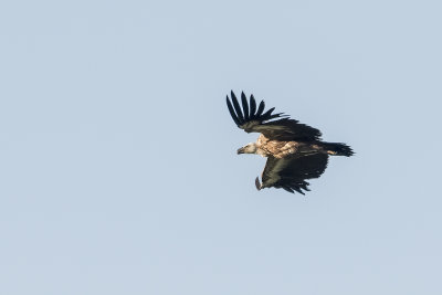 Griffon Vulture - Vale Gier