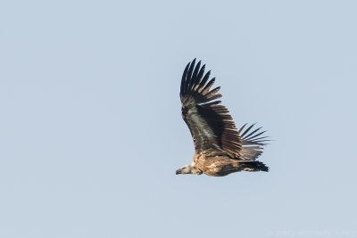 Griffon Vulture - Vale Gier